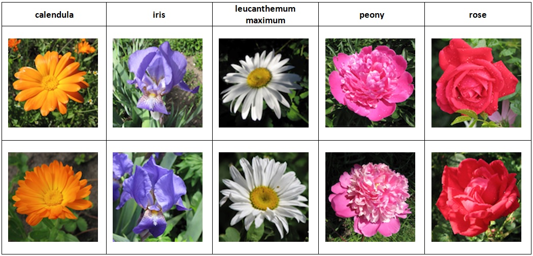 Identifikasi Jenis Bunga Menggunakan Ekstraksi Ciri Orde Satu Dan Algoritma Multisvm Pemrograman Matlab